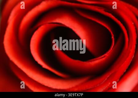 Primo piano di petali di rosa rossi per una texture astratta e romantica. Foto Stock