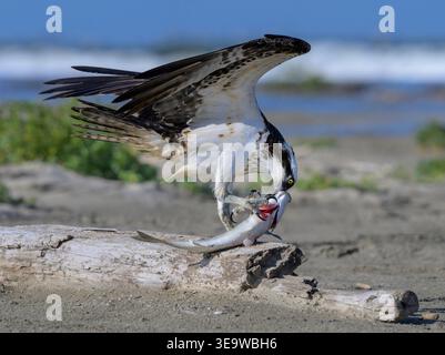 Osprey (Pandion haliaetus) mangiando un pesce di triglia bianca catturato (Mugil curema) arroccato sulla costa di Galveston, Texas, Stati Uniti. Foto Stock
