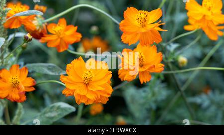 Lo zolfo arancione vivace cosmo di fiori in piena fioritura su un morbido sfondo verde bokeh. Composizione densa e multicolore con caldi colori autunnali. Foto Stock