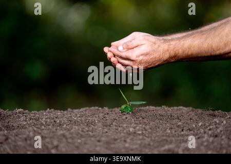 Pianta per innaffiare le mani. Gli agricoltori hanno le mani piene d'acqua. Mani che versano acqua sulla pianta nel terreno. Fertilità del suolo. Concetto "mani contadine". Foto Stock
