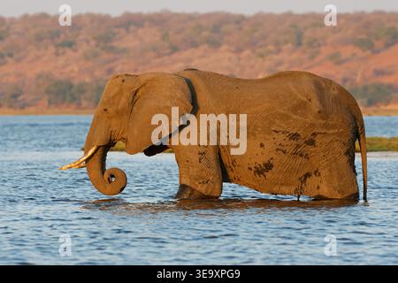Un elefante africano (Loxodonta africana) che attraversa il fiume Chobe, il Parco Nazionale del Chobe, il Botswana Foto Stock