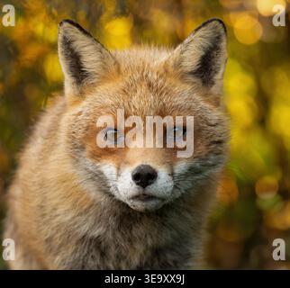 Primo piano di una volpe rossa selvaggia (Vulpes vulpes), Warwickshire Foto Stock