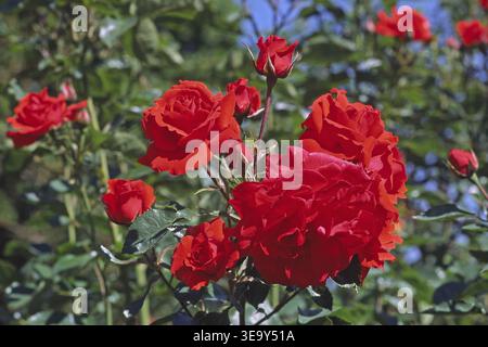 Rosa "Brilliant", rosa arbusto (Kordes 1983) Foto Stock