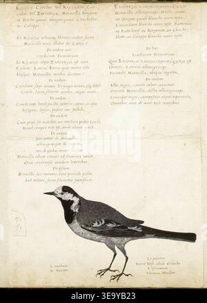 La coda di cavallo bianca (Motacilla alba), una specie di uccello conosciuta per il suo caratteristico piumaggio bianco e nero, è raffigurata in questa opera del XVI secolo. L'immagine mostra un maschio in piumaggio, da un periodo compreso tra il 1554 e il 1564. Questo pezzo è attribuito a Pierre Vase, un famoso artista noto per le sue dettagliate raffigurazioni della fauna selvatica. Foto Stock