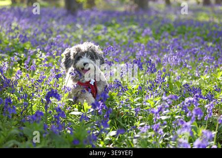 Cookie il cane cockapoo ama giocare tra questi campanelli a Peterborough, Cambridgeshire, il 13 aprile 2026. Foto Stock
