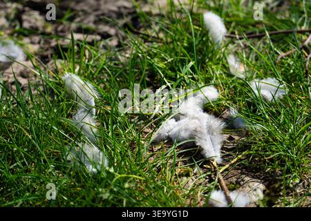 Piume di uccelli bianchi sparse su erba verde e terreno. Ambiente naturale all'aperto con concetto di fauna selvatica, fragilità, postumi o cambiamenti stagionali Foto Stock