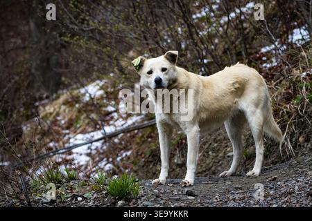 Un cane rivestito di crema con un'etichetta auricolare osserva il percorso in una foresta di primavera umida. Il ritratto mostra la dolcezza e la forza mentre l'animale si ferma tra di loro Foto Stock
