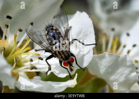 Flesh Fly (Sarcophaga sp.) primo piano su una fioritura di pere Foto Stock