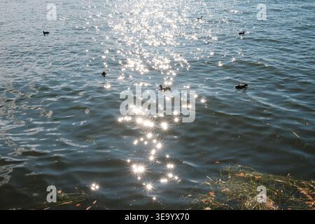 La luce del sole splende sulla superficie dell'acqua con anatre e piante acquatiche Foto Stock