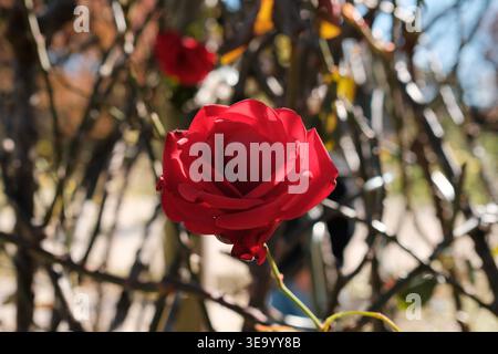 Vivace rosa rossa che fiorisce su un arbusto spinoso alla luce del sole Foto Stock