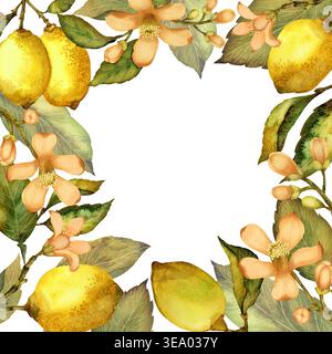 Cornice quadrata di limoni, foglie e fiori. Illustrazione acquerello isolata su sfondo bianco Foto Stock