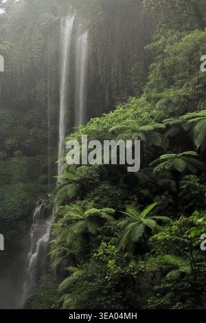 Numerose cascate che si arrampicano su rocce muschiate a Sekumpul, Bali Foto Stock