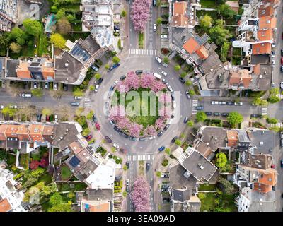 Vista aerea di una vivace rotatoria adornata da ciliegi in fiore, una raffica di rosa tra le strade e i tetti ordinati, Bruxelles, Bruxelles, Foto Stock