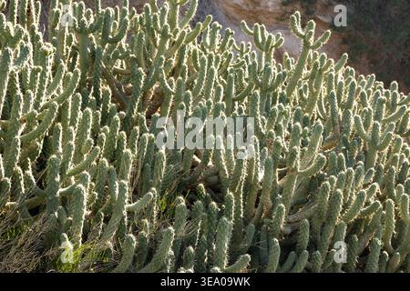 Cactus con retroilluminazione Foto Stock