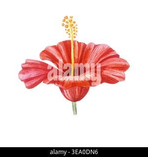 Ibisco rosso. Illustrazione botanica acquerello. Isolato su bianco. Fiori tropicali disegnati a mano per un design esotico, inviti di nozze e marchi estivi. Foto Stock