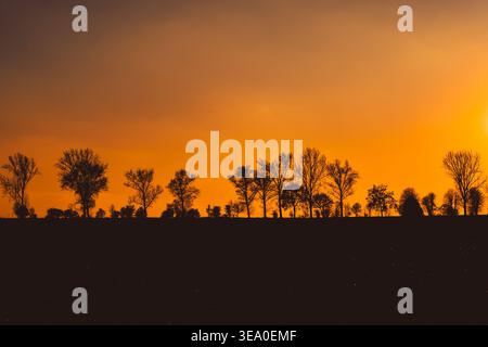 sagome di alberi contro un cielo arancione al tramonto Foto Stock