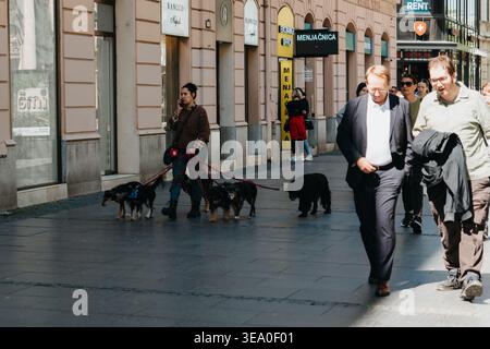 Donna che passeggia con diversi cani al guinzaglio lungo una strada pedonale affollata con persone che passano nel centro città. Belgrado, Serbia - 19 aprile 2026. Foto Stock