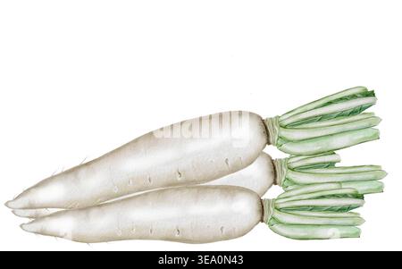Acquerello daikon radish. Ravanello bianco disegnato a mano. Clip art. Cibo. Per la progettazione di imballaggi per sementi, stampe da giardino e negozi di alimenti per la salute. Foto Stock