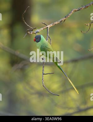 Parakeet con testa di Slaty arroccato sul ramo degli alberi a Janjehli, distretto di Mandi, Himachal Pradesh, India. Foto Stock