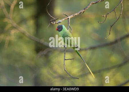 Parakeet con testa di Slaty arroccato sul ramo degli alberi a Janjehli, distretto di Mandi, Himachal Pradesh, India. Foto Stock