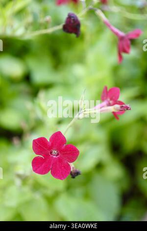 Un piccolo fiore selvatico rosso che cresce in un giardino naturale con un delicato sfondo verde sfocato. L'immagine presenta una profondità di campo ridotta e naturale Foto Stock