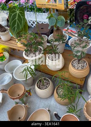 Piccole piante in vaso esposte su scaffale in legno. Varie piante verdi in terracotta e vasi di ceramica. Forme e texture organiche aggiungono un fascino naturale. PLA Foto Stock
