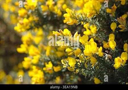 primo piano di fiori gialli fioriti su bush, norfolk, inghilterra Foto Stock