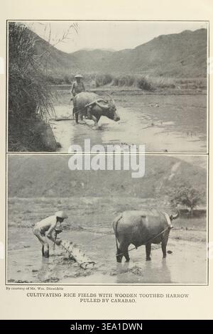 Agricoltori filippini che coltivano risaie allagate con un carabao che tira un erpice dentato in legno, preparano i campi per la piantagione, mostrando un metodo agricolo storico. Dal TRASPORTO dell'articolo NELLE FILIPPINE. Di Lawrence E. Bennett. Dalla rivista Engineering dedicata al progresso industriale volume XXXI aprile - settembre 1906, Engineering Magazine Co Foto Stock