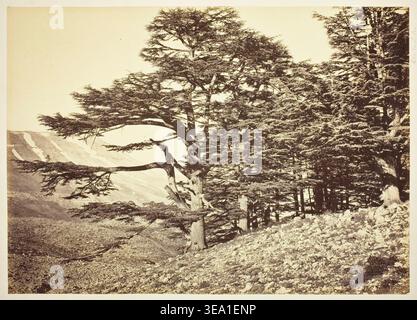 Cedri del Libano di Félix Bonfils, 1870 ca., grande albero di cedro solitario con tronco gnarato e rami distesi che si affacciano su paesaggi montuosi con foresta Foto Stock
