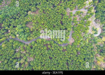 Veduta aerea di una strada tortuosa che serpeggia tra i fitti alberi verdi della foresta di Vallombrosa con una piccola auto rossa che percorre le curve di Vallomb Foto Stock