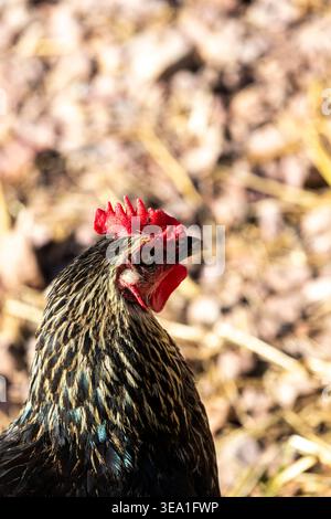Pollo di gallina di razza Maran Foto Stock