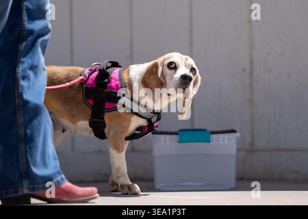 Beagle dog durante un gioco di lavoro profumato che guarda il suo gestore per indicare che è stato trovato un odore Foto Stock