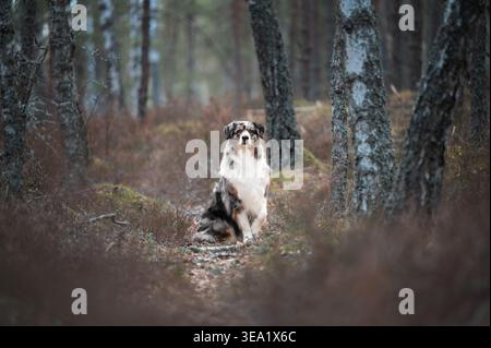 Felice cane pastore australiano seduto nella foresta tra tronchi d'albero Foto Stock