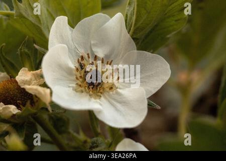 Fiore di fragole bianco macro con foglie verdi Foto Stock