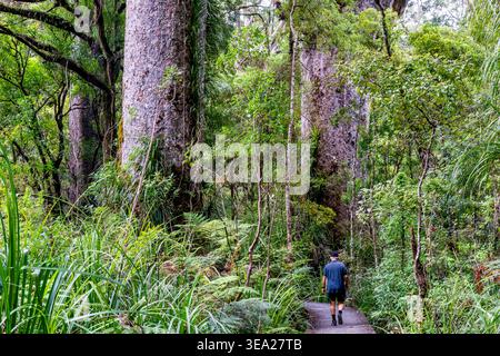 Un turista/visitatore cammina lungo il lungomare nella foresta di Waipoua, Northland, nuova Zelanda Foto Stock