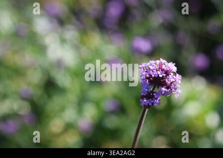 Primo piano di un fiore di verbena viola con un morbido sfondo sfocato del giardino. L'immagine presenta un bokeh naturale, colori vivaci e una profondità di fi ridotta Foto Stock