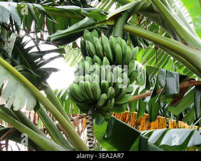 Primo piano di banane verdi non mature su un ramo di palma di banana con foglie lussureggianti. Foto Stock