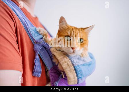 Zenzero gatto domestico che guida comodamente in un'imbragatura indossata dal suo proprietario, evidenziando l'incollaggio degli animali domestici, la responsabilità del proprietario e l'attaccamento tra uomo e animale Foto Stock