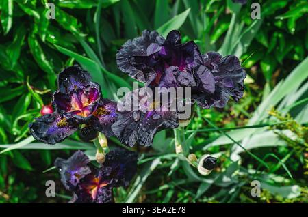 Fiori di Iris viola scuri con goccioline d'acqua dopo la pioggia, che fioriscono nel lussureggiante giardino verde, primo piano con bassa profondità di campo. Foto Stock