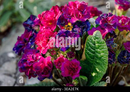 Fiori di giardino rosa e viola in fiore, fiore Primula Foto Stock