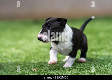 Vista ravvicinata del profilo di un cucciolo in miniatura di Bull terrier in esecuzione Foto Stock