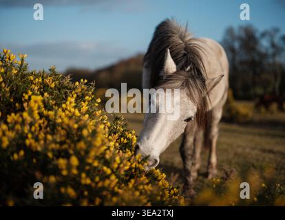 Un cavallo grigio mangia i cespugli gialli in fiore sulle brughiere nel New Forest Hampshire. un'immagine di formato medio ad alta risoluzione. Foto Stock