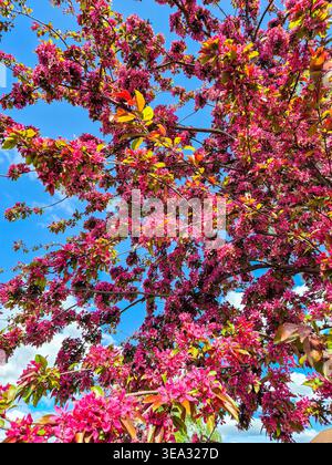Una vista ravvicinata della fioritura di un melo di granchio in fiore giapponese nella primavera del 2026. Foto Stock