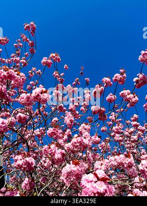 Vista ad angolo basso di fiori di ciliegio rosa su rami di alberi contro un cielo blu profondo Foto Stock