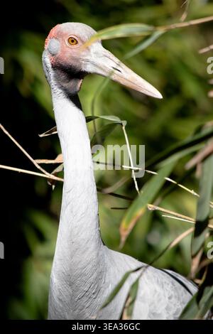 La Brolga è di colore grigio pallido con un'evidente toppa rossa-arancione sulla testa con una rugiada nera appesa sotto il mento. Foto Stock