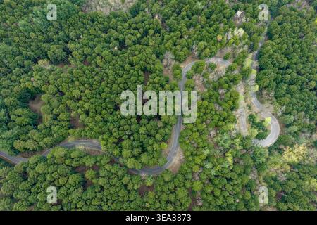 Veduta aerea di una tortuosa strada asfaltata che serpeggia attraverso la fitta foresta verde di Vallombrosa, Toscana, Italia. Foto Stock