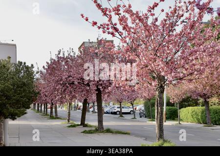 Le fioriture primaverili riempiono la strada di fiori rosa e alberi che fiancheggiano il marciapiede in un'area urbana durante una giornata di sole Foto Stock