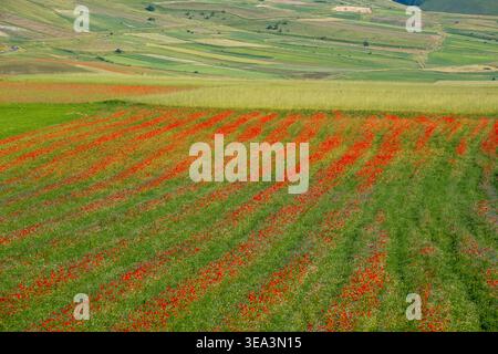 Vista aerea dei fiori di papavero rosso che fioriscono a strisce attraverso i verdi campi e le dolci colline di Castelluccio, Umbria, Italia. Foto Stock