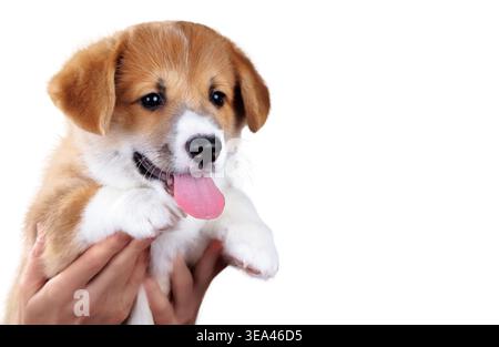 Il cucciolo di Corgi è tenuto in mano isolato su sfondo bianco. Foto Stock