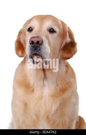 Cane Golden retriever seduto e guardando verso il lato isolato su sfondo bianco. Foto Stock
